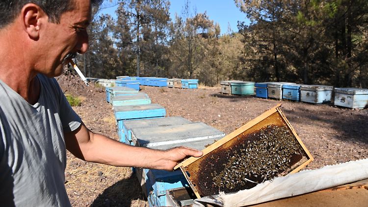 Yasar Karayigit kniet vor seinen Bienenboxen in der Nähe des Dorfes Osmaniye.