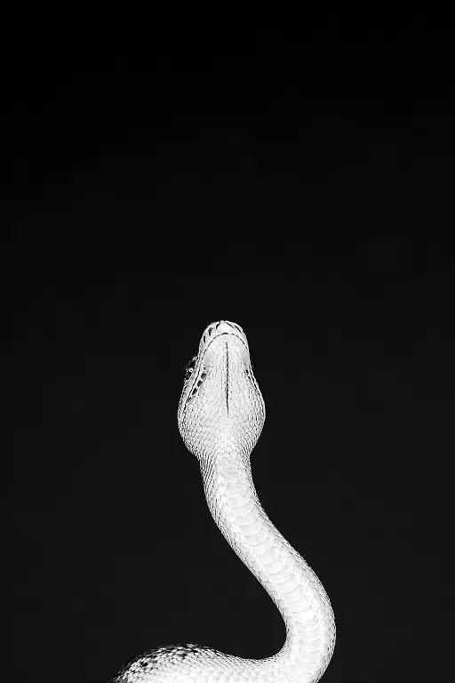 2465-2024-POTY-Claudia-Musal-realationpics