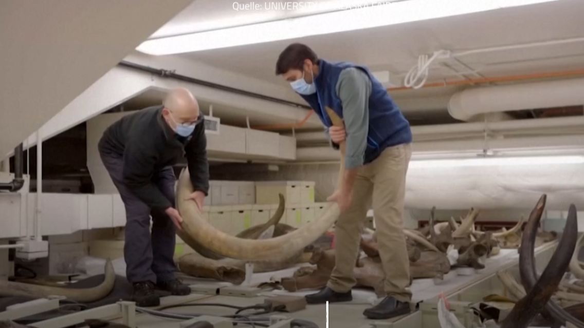 mammut.PNG