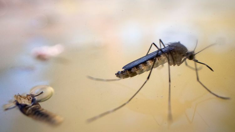 Das Mainzer Unternehmen Biontech plant, einen mRNA-Impfstoff gegen Malaria zu entwickeln.