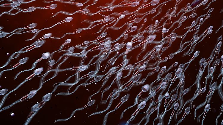 Die mRNA-Impfungen sind laut Studie weder Ursache für Erektionsstörungen noch für Unfruchtbarkeit.