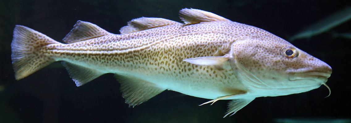 imago0076604337h.jpg