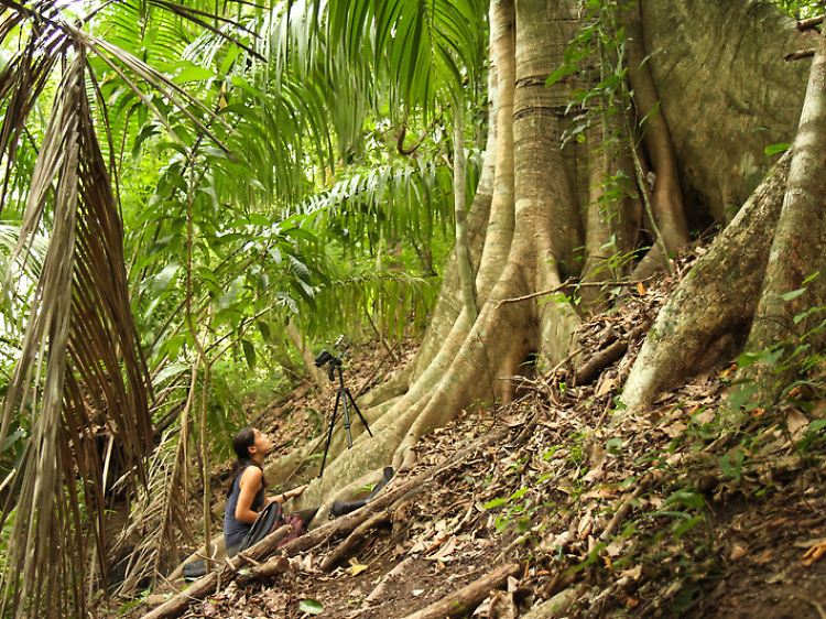 Ahana Fernandez bei der Aufnahme der Laute von Jungtieren der Großen Sackflügelfledermaus an ihrem Tagesschlafplatz in Costa Rica.