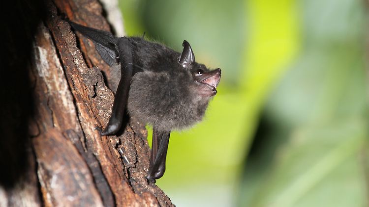 Große-Sackflügelfledermaus-Welpe: die Laute der Fledermaus-Jungtiere ähneln denen von Menschen-Babys.