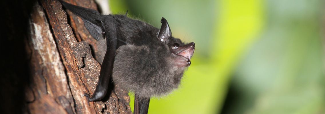 fledermaus.jpg