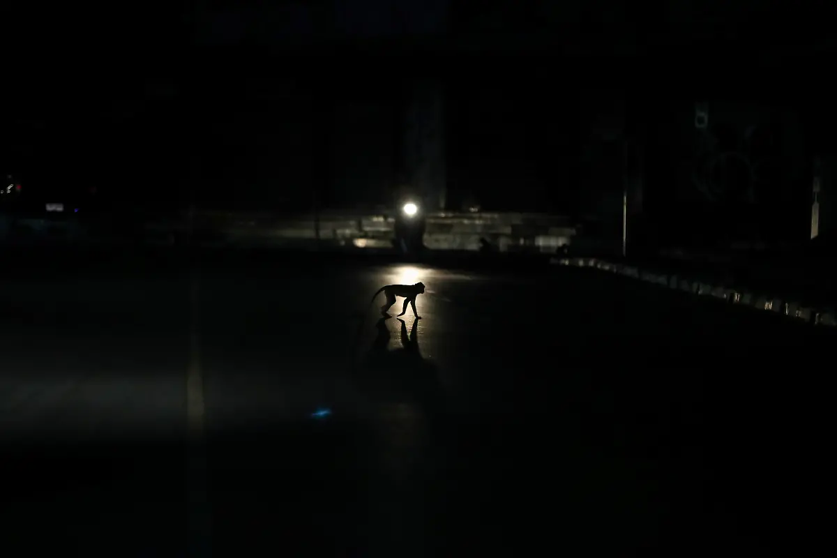 2024-11-13T230102Z-2075018586-RC2058AQWPEZ-RTRMADP-3-THAILAND-MONKEYS-LOPBURI