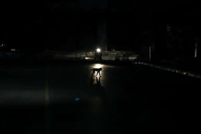 2024-11-13T230102Z-2075018586-RC2058AQWPEZ-RTRMADP-3-THAILAND-MONKEYS-LOPBURI