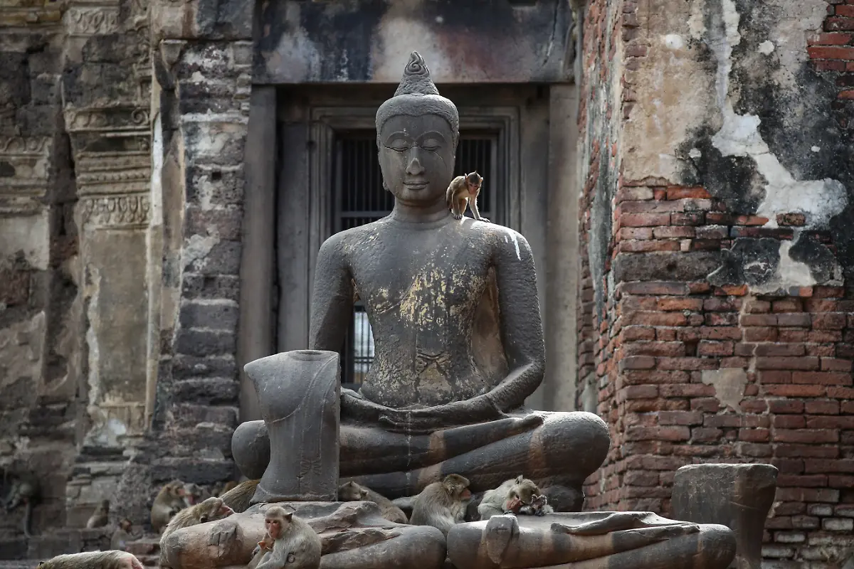 2024-11-13T230101Z-1269036008-RC2W48A33IIO-RTRMADP-3-THAILAND-MONKEYS-LOPBURI