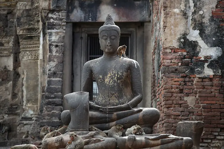 2024-11-13T230101Z-1269036008-RC2W48A33IIO-RTRMADP-3-THAILAND-MONKEYS-LOPBURI