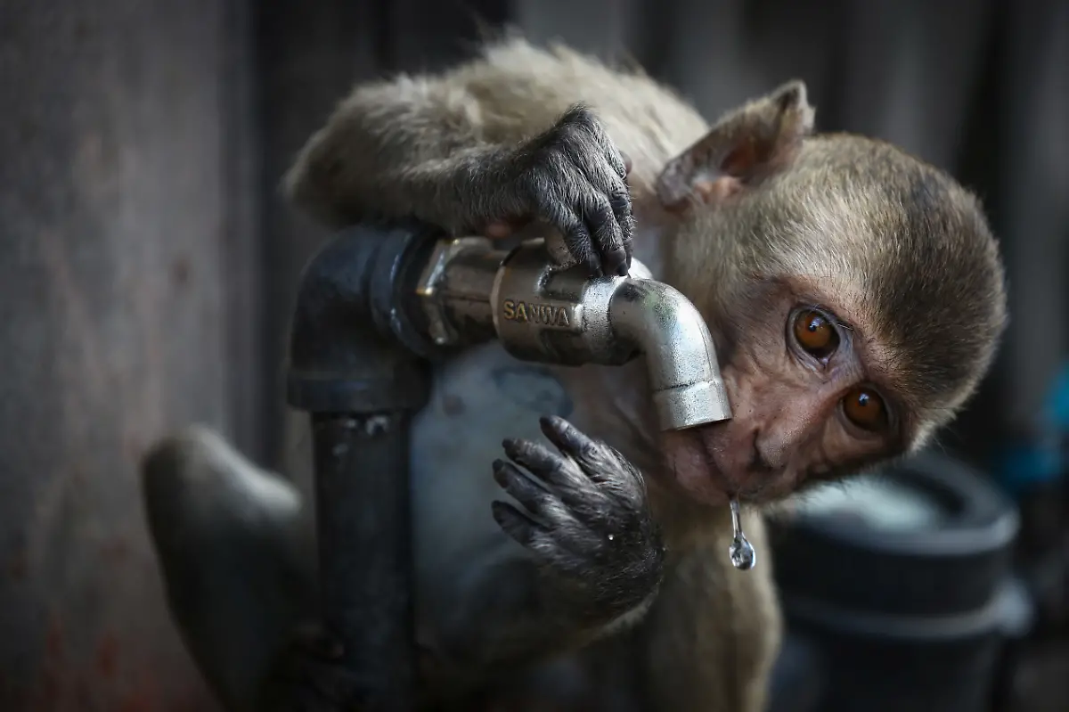 2024-11-13T230043Z-1353534746-RC2V48A5B6W2-RTRMADP-3-THAILAND-MONKEYS-LOPBURI