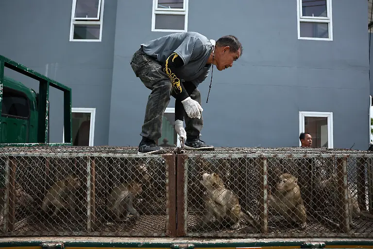 2024-11-13T230031Z-539342214-RC2EX7A6RN4Q-RTRMADP-3-THAILAND-MONKEYS-LOPBURI