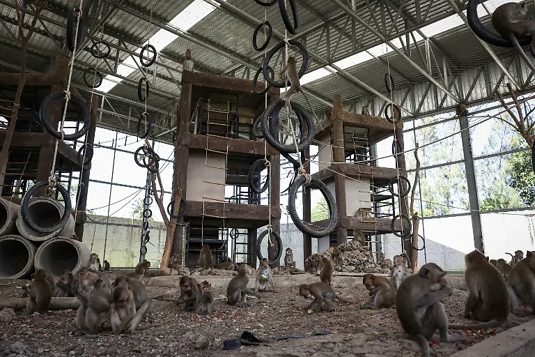 2024-11-13T230107Z-1320238896-RC2E58A0Z0KZ-RTRMADP-3-THAILAND-MONKEYS-LOPBURI