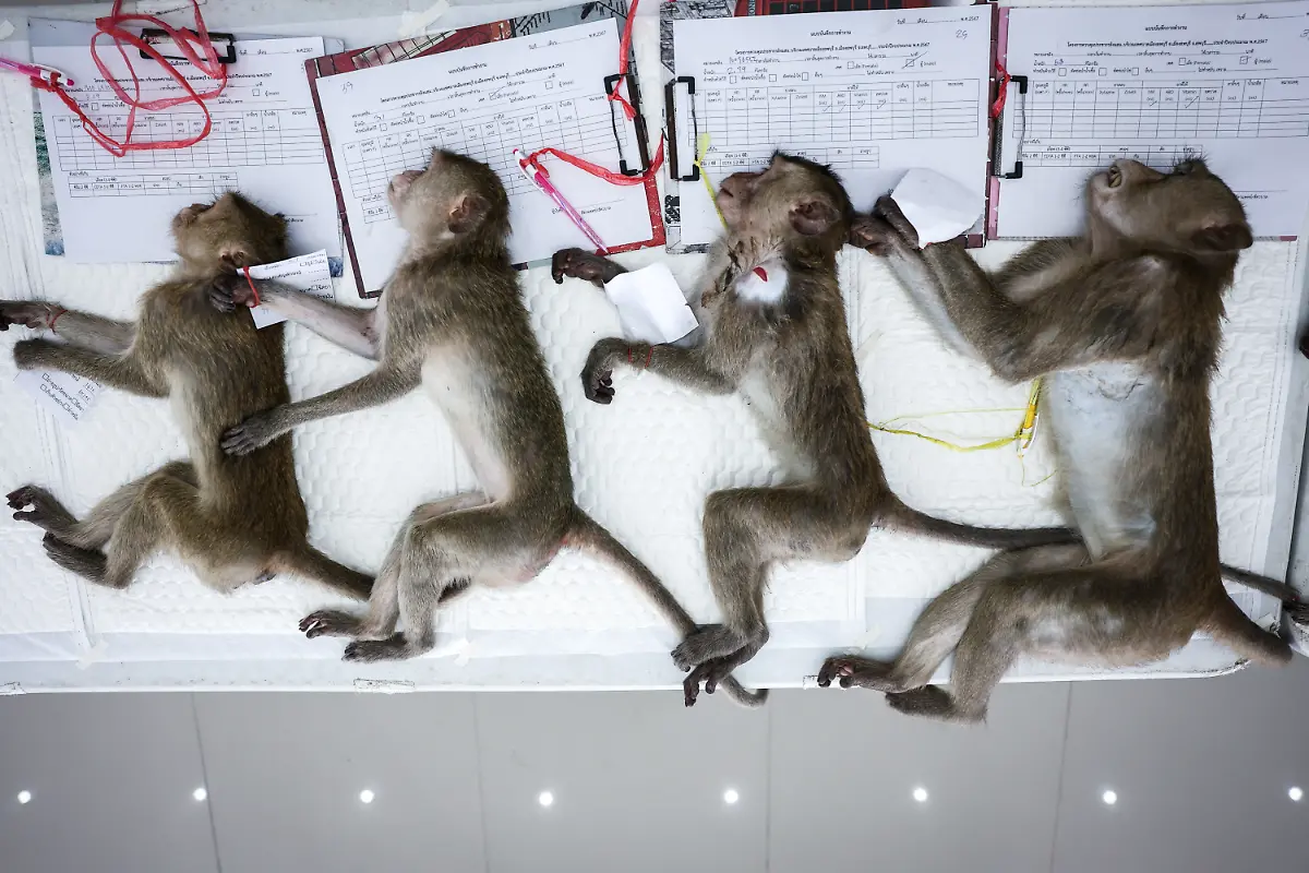 2024-11-13T230107Z-699498608-RC2QW7A4D4Q4-RTRMADP-3-THAILAND-MONKEYS-LOPBURI