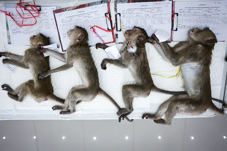 2024-11-13T230107Z-699498608-RC2QW7A4D4Q4-RTRMADP-3-THAILAND-MONKEYS-LOPBURI