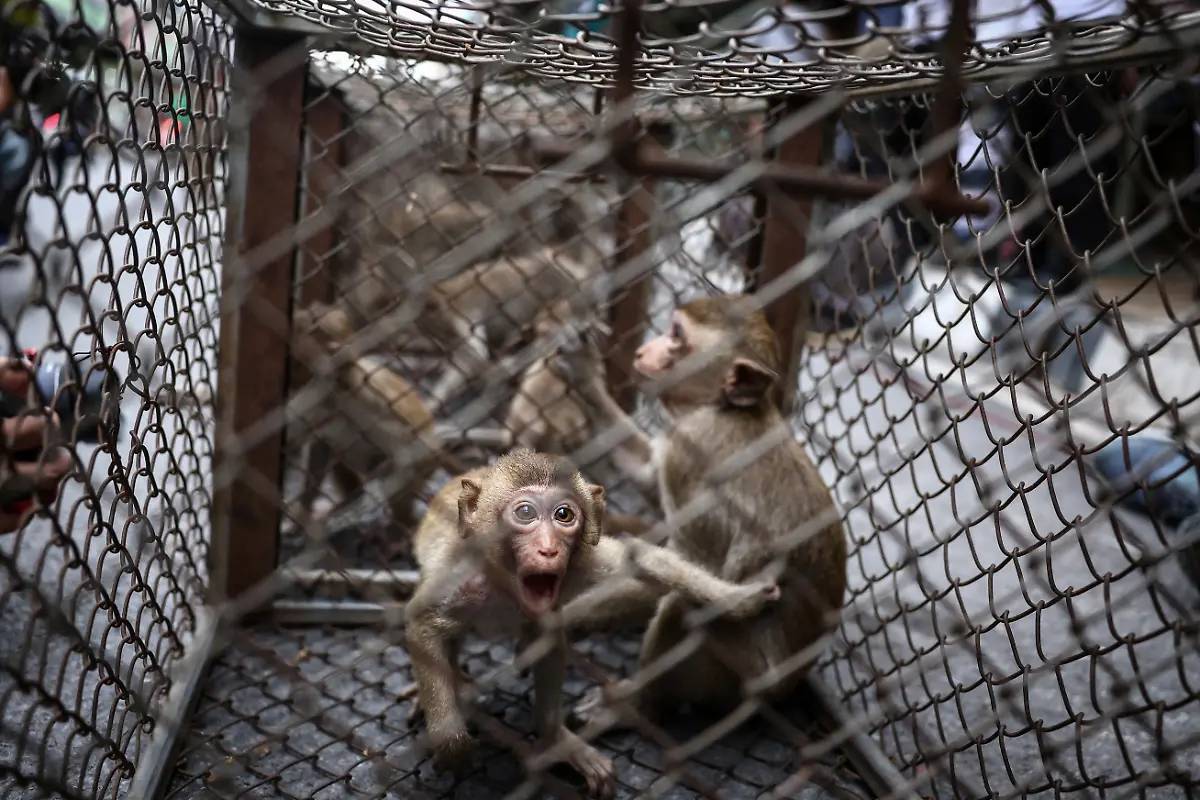 2024-11-13T230029Z-20895606-RC2YW7ABUY14-RTRMADP-3-THAILAND-MONKEYS-LOPBURI