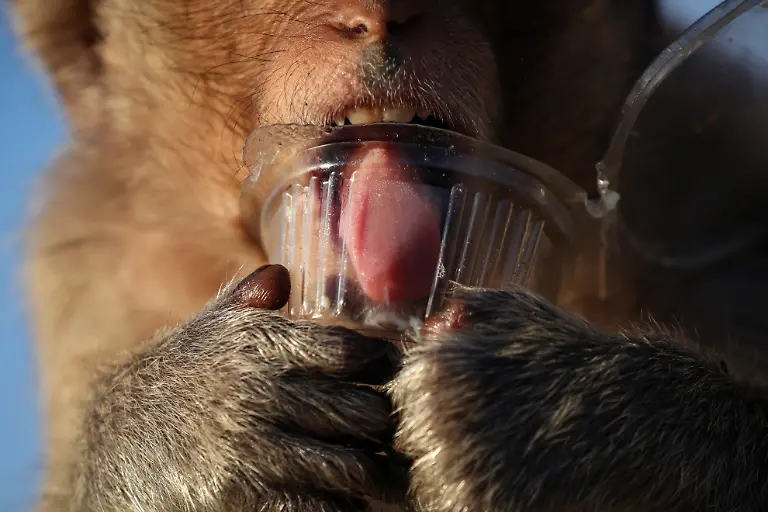 2024-11-13T230044Z-1100456612-RC2A68A577Y3-RTRMADP-3-THAILAND-MONKEYS-LOPBURI