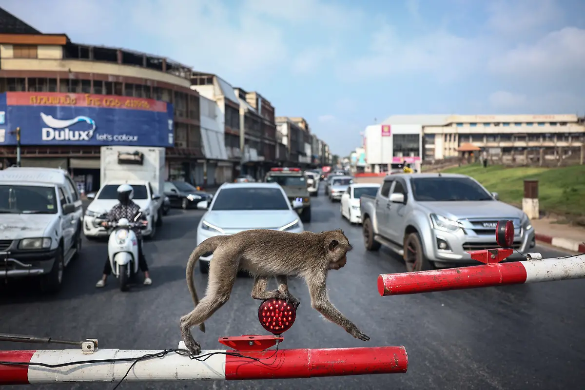 2024-11-13T230046Z-663291989-RC2RU5AJS5GW-RTRMADP-3-THAILAND-MONKEYS-LOPBURI