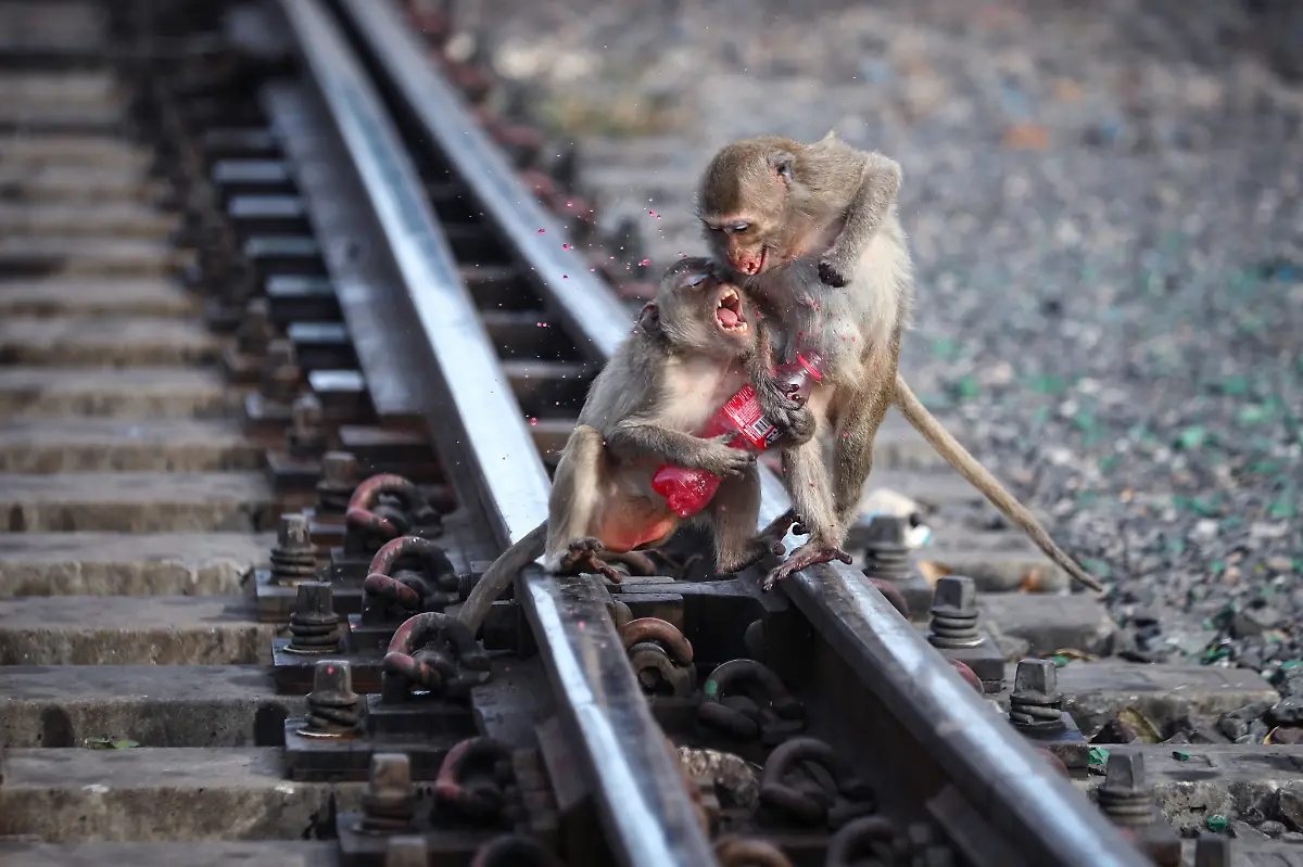 2024-11-13T230050Z-159455159-RC2PK4A89K59-RTRMADP-3-THAILAND-MONKEYS-LOPBURI