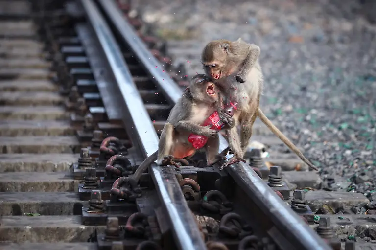 2024-11-13T230050Z-159455159-RC2PK4A89K59-RTRMADP-3-THAILAND-MONKEYS-LOPBURI