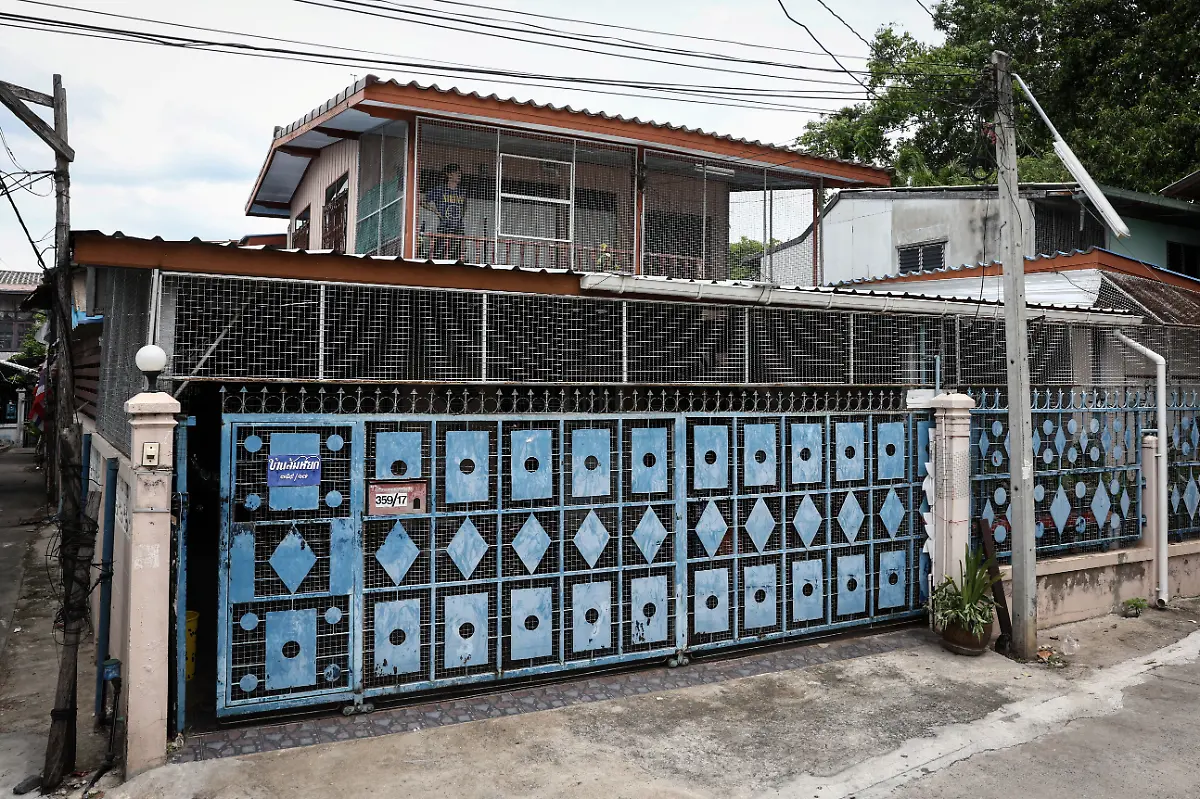 2024-11-13T230035Z-905649698-RC2I58ANK31T-RTRMADP-3-THAILAND-MONKEYS-LOPBURI