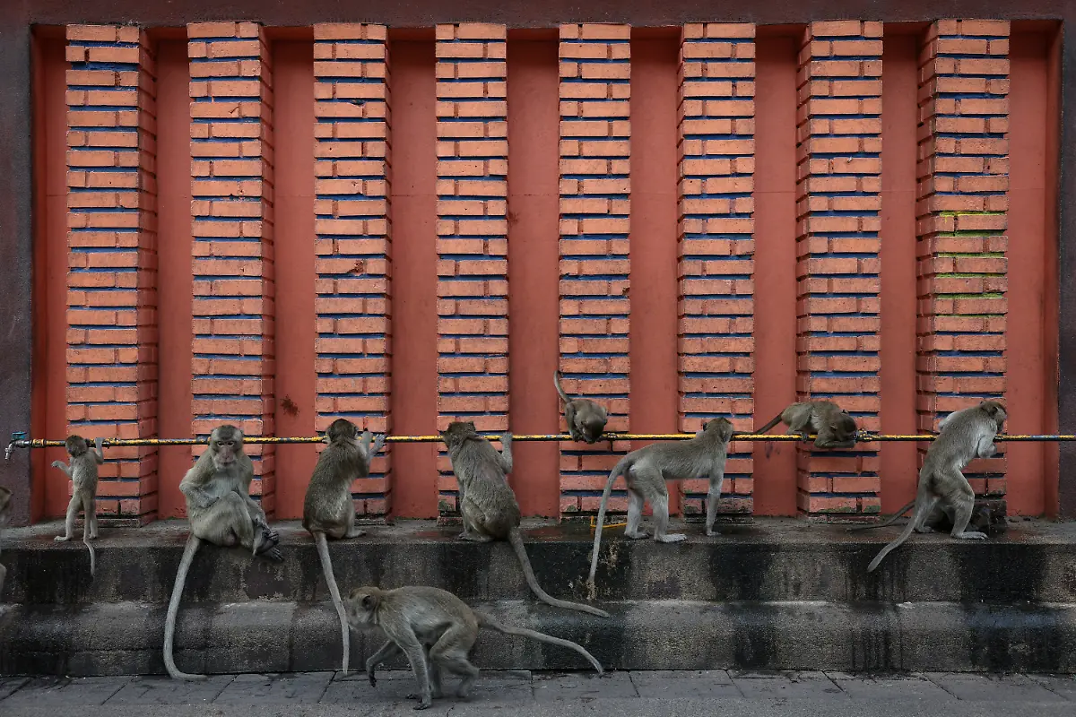 2024-11-13T230048Z-1935746215-RC2A68ADSRKQ-RTRMADP-3-THAILAND-MONKEYS-LOPBURI