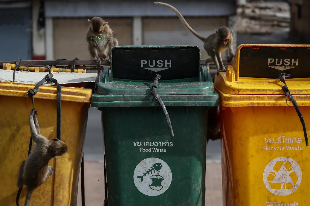 2024-11-13T230049Z-1225937702-RC2X48AWFTNZ-RTRMADP-3-THAILAND-MONKEYS-LOPBURI