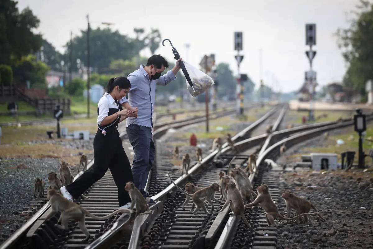 2024-11-13T230053Z-2049179809-RC2PK4AE08CR-RTRMADP-3-THAILAND-MONKEYS-LOPBURI