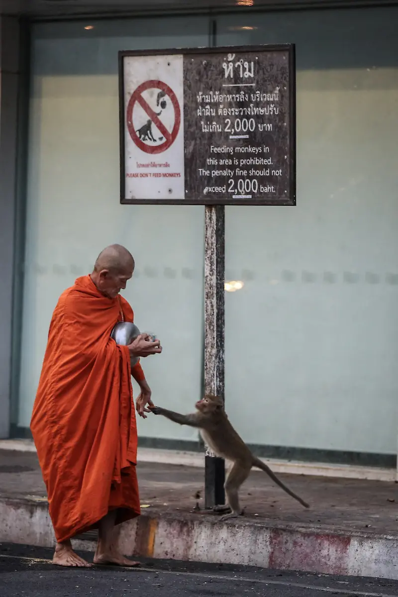 2024-11-13T230030Z-1603320856-RC2AX7AFCZPG-RTRMADP-3-THAILAND-MONKEYS-LOPBURI