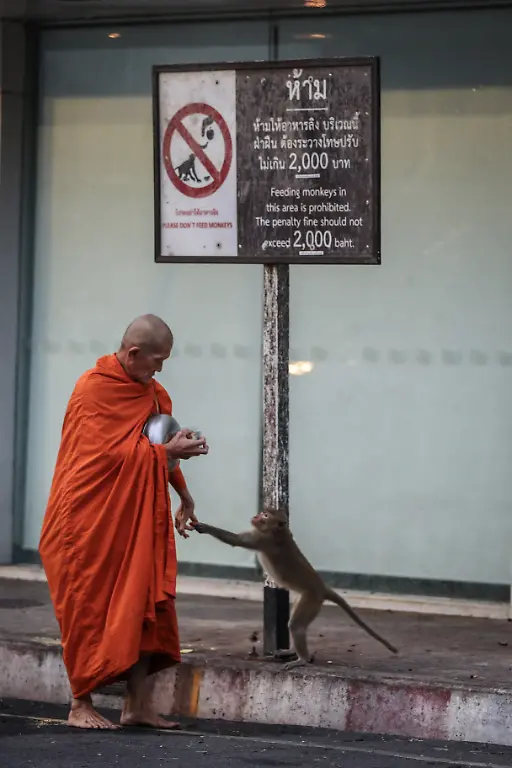 2024-11-13T230030Z-1603320856-RC2AX7AFCZPG-RTRMADP-3-THAILAND-MONKEYS-LOPBURI