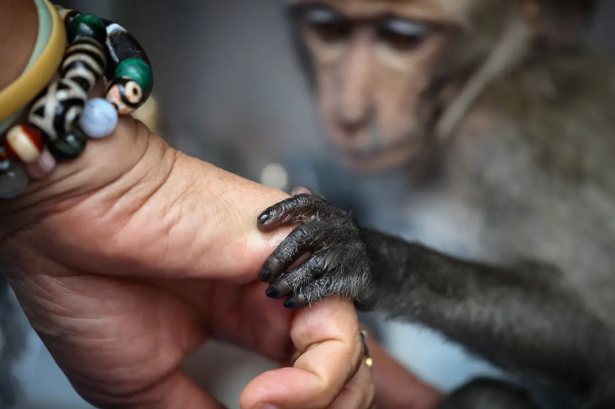 2024-11-13T230057Z-1998366608-RC2V48A2PEMT-RTRMADP-3-THAILAND-MONKEYS-LOPBURI