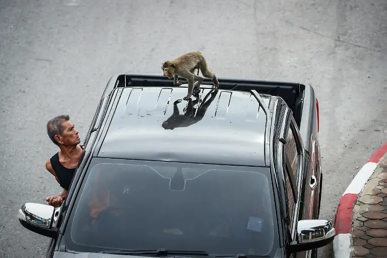 2024-11-13T230042Z-927438422-RC2L58AZXHP6-RTRMADP-3-THAILAND-MONKEYS-LOPBURI