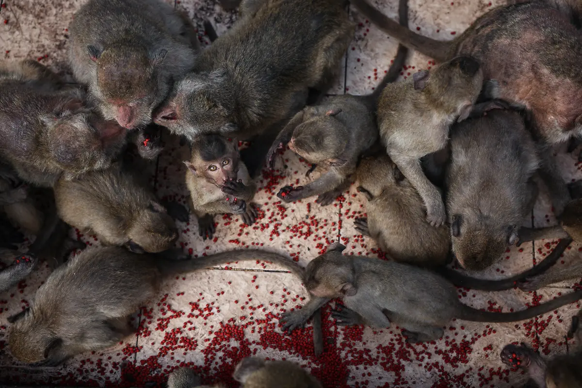 2024-11-13T230100Z-1179866536-RC2QU5AJXFT2-RTRMADP-3-THAILAND-MONKEYS-LOPBURI-1