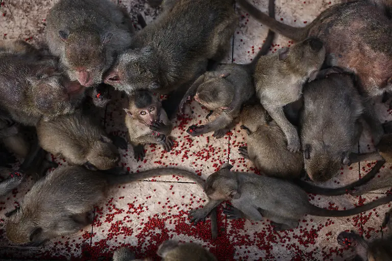 2024-11-13T230100Z-1179866536-RC2QU5AJXFT2-RTRMADP-3-THAILAND-MONKEYS-LOPBURI-1