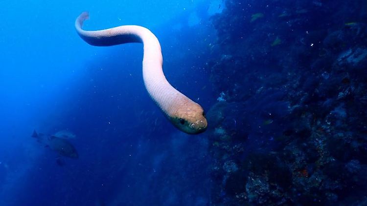 Olivenseeschlangen gehören zu den größten marinen Schlangenarten; sie kommen in einigen Korallenriff-Gebieten zahlreich vor.
