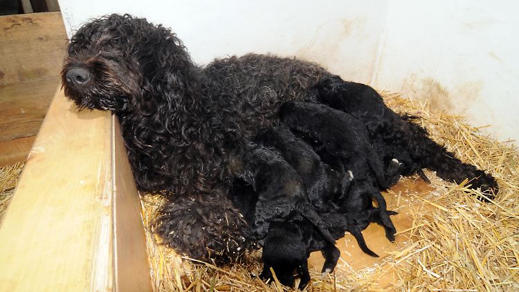 Wer künftig Hunde züchten will, muss den Welpen täglich mindestens vier Stunden Zeit widmen. 