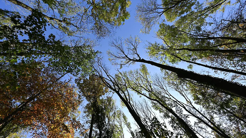 Nach-dem-Willen-der-FDP-Fraktion-soll-der-Abbau-von-Rohstoffen-in-Bannwaeldern-einfacher-werden-Archivbild