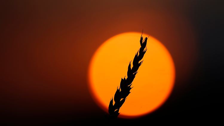 Pi gibt das Verhältnis des Kreisumfangs zum Durchmesser an. 