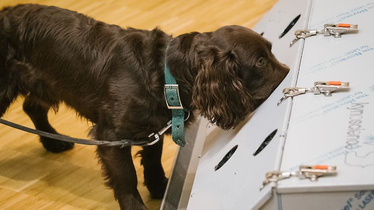 Der Cocker Spaniel Joe schnüffelt in der Tierärztlichen Hochschule (TiHo) an einer Trainingsmaschine für Corona-Spürhunde. 