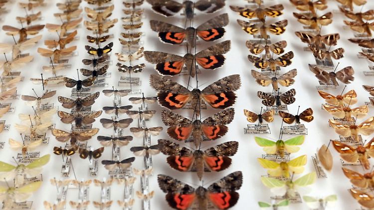 Sammlungskasten mit verschiedenen Nachtfaltern im Staatlichen Museum für Naturkunde Karlsruhe.