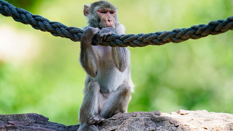 Rhesusaffe im Heidelberger Zoo. Die Affen im Experiment versagten alle unter Druck.