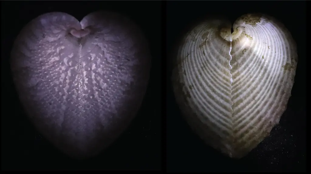 urn-binary-dpa-com-20090101-241114-99-35145-FILED