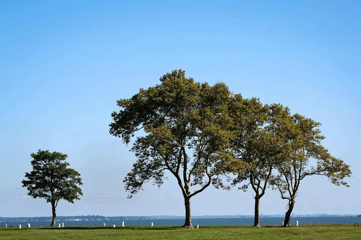 2024-09-11T053211Z-416529833-RC2RX9AD031L-RTRMADP-3-NEW-YORK-POTTERS-FIELD-HART-ISLAND