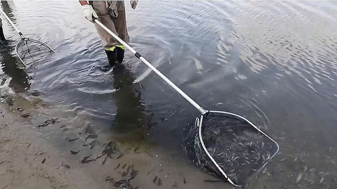 Fische_scharf_.jpg