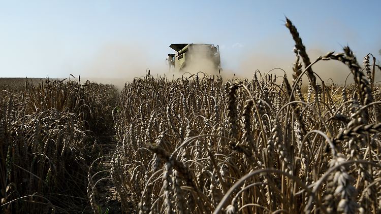 Die meisten Erntekapitäne holten bei der Drusch in diesem Jahr weniger vom Feld.