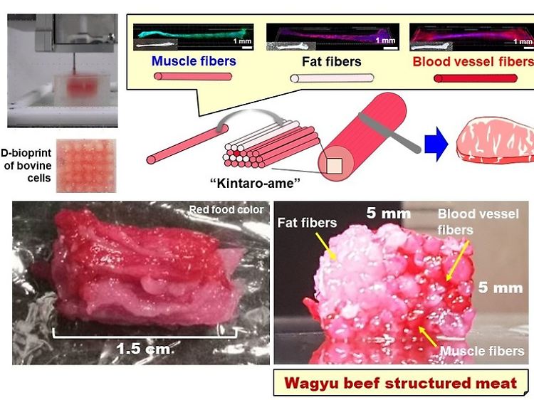 Das durch die Kintaro-ame-Technologie hergestellte Laborfleisch wurde noch keinem Geschmackstest unterzogen.