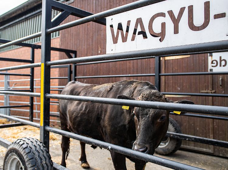 Wagyu-Rind vor der Schlachtung: Laborfleisch soll helfen, den Fleischverzehr umweltfreundlicher und nachhaltiger zu gestalten.