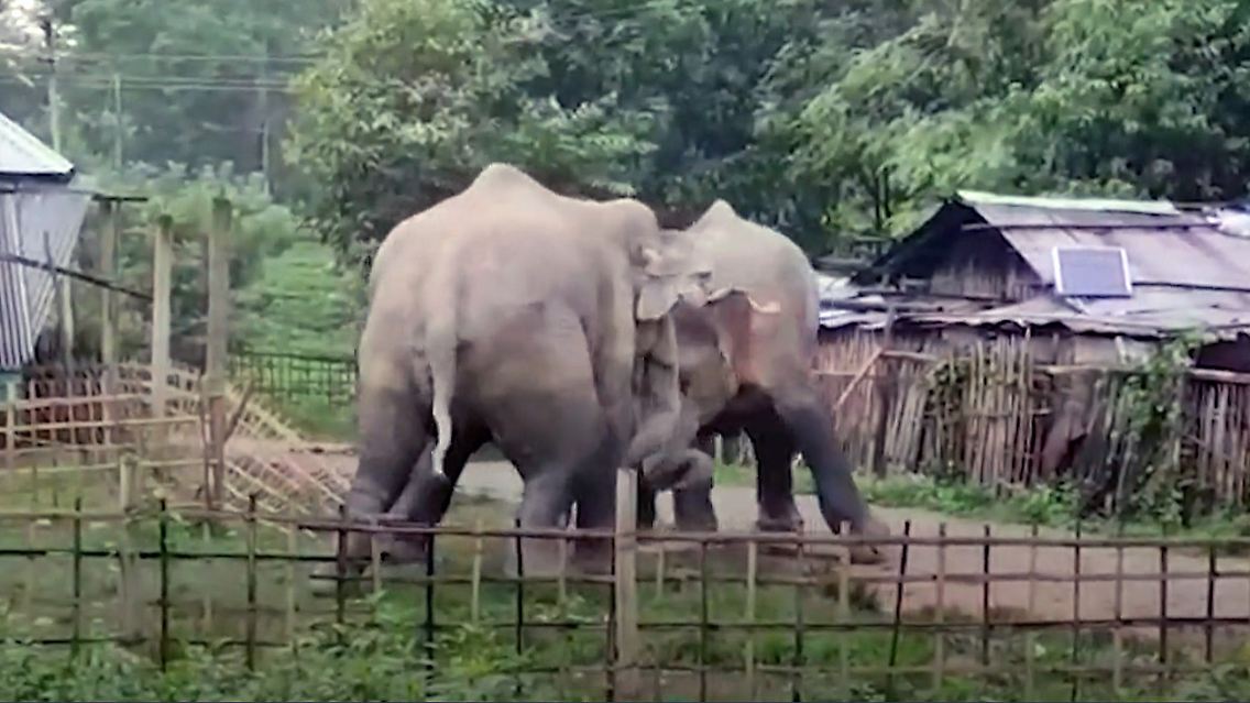 elefant.jpg