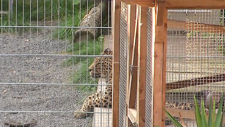 In einem Gnadenhof für Tiere wurde die Frau attackiert.