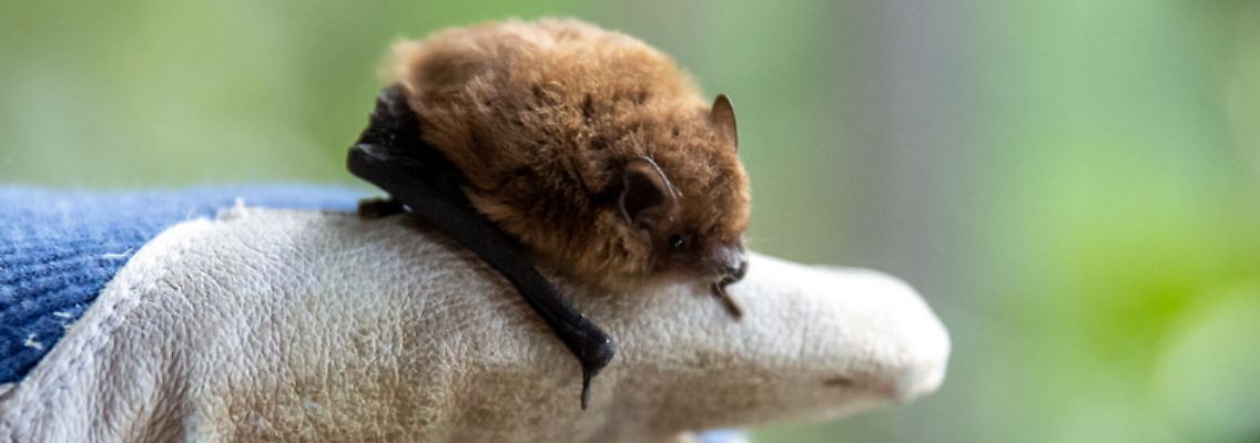 mueckenfledermaus.jpg