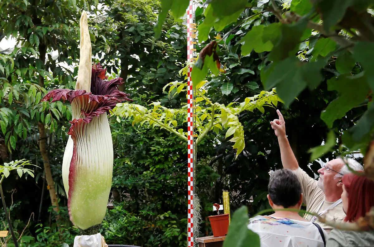 2016-07-28T120000Z-1275191859-D1BETSEETEAA-RTRMADP-3-BELGIUM-FLOWER